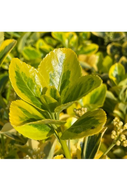 Бруслина Сільвер Квін і Бруслина Ауреомаргіната на штамбі